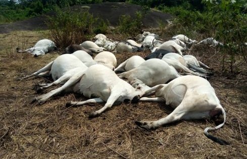 36 cows: expert begins fumigation of Ijare sacred grove