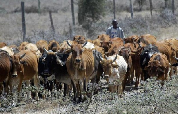 Herders, farmers unite for peace in southeast